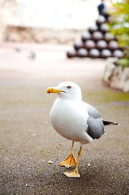 포토 JPG 주간 동물 한마리 해외 유럽 갈매기 조류 사람없음 야외 프랑스 흰색 모나코 국내포토 자연요소 1 나라 컬러 파일형식