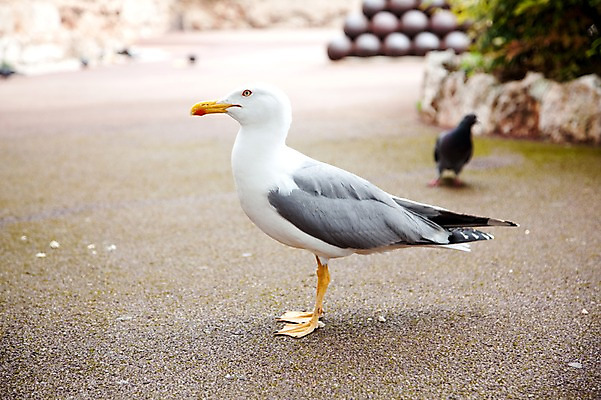 포토 JPG 주간 동물 해외 유럽 두마리 갈매기 조류 사람없음 야외 프랑스 흰색 모나코 국내포토 자연요소 나라 컬러 2 파일형식