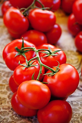 포토 JPG 식물 해외 열매 유럽 음식 백그라운드 토마토 채소 식재료 사람없음 빨간색 농작물 프랑스 식물백그라운드 국내포토 나라 컬러 농업 파일형식