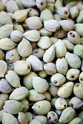 포토 JPG 식물 해외 열매 유럽 음식 백그라운드 식재료 사람없음 농작물 견과류 프랑스 식물백그라운드 아몬드 국내포토 나라 농업 파일형식