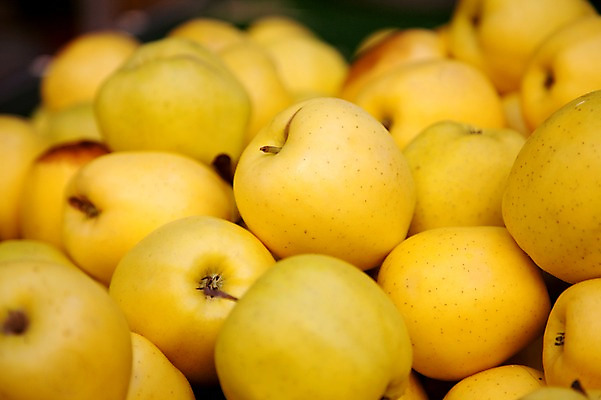 포토 JPG 식물 해외 열매 유럽 음식 배경화면 백그라운드 과일 식재료 사람없음 농작물 노란색 프랑스 사과 식물백그라운드 황금사과 국내포토 나라 컬러 농업 파일형식
