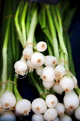 포토 JPG 식물 해외 유럽 음식 백그라운드 채소 식재료 사람없음 초록색 농작물 프랑스 식물백그라운드 파 쪽파 국내포토 나라 컬러 농업 파일형식