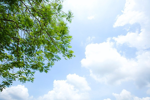 포토 JPG 주간 나무 식물 구름 해외기획촬영 2010년태국 스포츠 골프 스포츠시설 골프장 태국 필드 하늘 레저 풍경 잔디 사람없음 야외 초록색 레포츠 국내포토 자연요소 아시아 컬러 구기 시설 파일형식