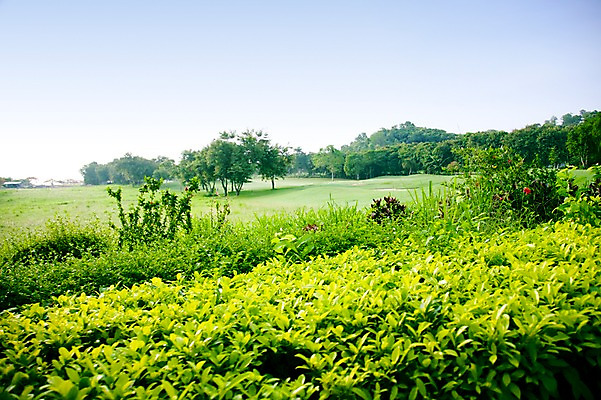 포토 JPG 주간 나무 식물 해외기획촬영 해외 2010년태국 스포츠 골프 스포츠시설 골프장 태국 필드 하늘 레저 풍경 잔디 사람없음 야외 초록색 레포츠 풀 숲 국내포토 자연요소 아시아 컬러 구기 시설 파일형식