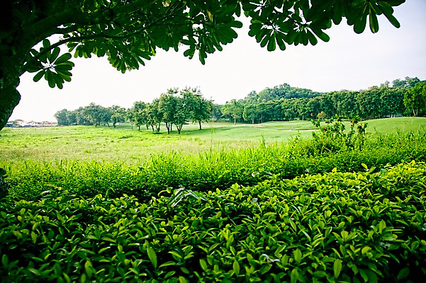 포토 JPG 주간 나무 식물 해외기획촬영 해외 2010년태국 스포츠 골프 스포츠시설 골프장 태국 필드 레저 풍경 잔디 사람없음 야외 초록색 레포츠 국내포토 자연요소 아시아 컬러 구기 시설 파일형식