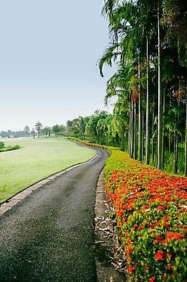 포토 JPG 주간 나무 식물 해외기획촬영 해외 꽃 길 2010년태국 스포츠 골프 스포츠시설 골프장 태국 필드 하늘 레저 풍경 잔디 사람없음 야외 초록색 레포츠 국내포토 자연요소 아시아 컬러 구기 시설 파일형식