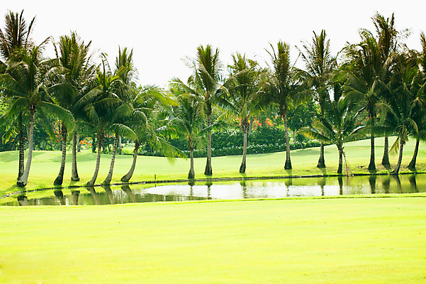 포토 JPG 나무 식물 해외기획촬영 해외 2010년태국 스포츠 골프 스포츠시설 골프장 태국 필드 레저 풍경 잔디 사람없음 야외 초록색 레포츠 연못 국내포토 아시아 컬러 구기 시설 파일형식