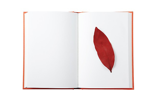 포토 JPG 스튜디오촬영 백그라운드 단풍 낙엽 나뭇잎 프레임 실내 누끼 사람없음 책 펼침 오브젝트 백지 한권 국내포토 1 잎 모션 내부 파일형식