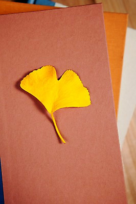 포토 JPG 스튜디오촬영 사계절 계절 백그라운드 잎 자연 나뭇잎 실내 사람없음 책 쌓기 가을 오브젝트 여러권 은행잎 국내포토 식물 다수 모션 내부 생태계 파일형식