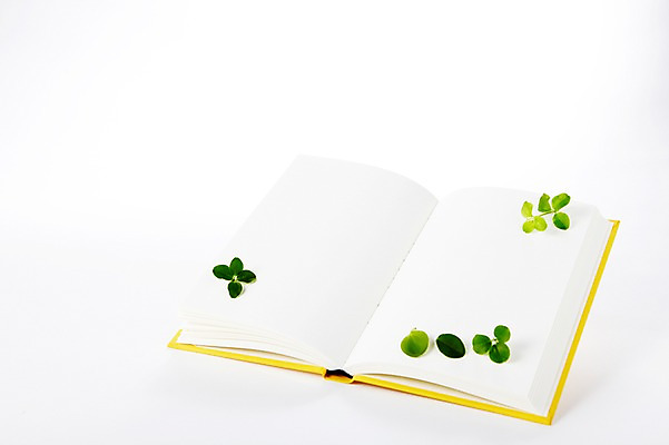 포토 JPG 스튜디오촬영 식물 백그라운드 잎 나뭇잎 프레임 실내 누끼 사람없음 책 펼침 오브젝트 백지 한권 국내포토 1 모션 내부 파일형식