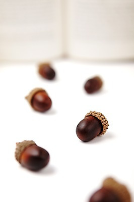 포토 JPG 스튜디오촬영 식물 사계절 계절 열매 백그라운드 자연 실내 사람없음 책 여러개 펼침 가을 오브젝트 도토리 국내포토 다수 모션 내부 견과류 생태계 파일형식