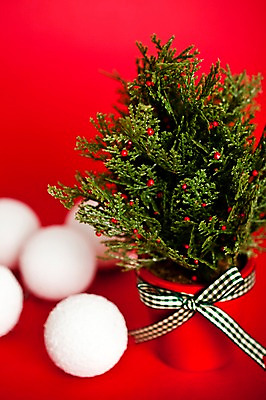 포토 JPG 스튜디오촬영 기념일 화분 크리스마스 크리스마스용품 실내 사람없음 장식볼 오브젝트 국내포토 이벤트 내부 장식 용품 파일형식