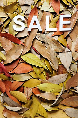 포토 JPG 스튜디오촬영 알파벳 단풍 낙엽 잎 나뭇잎 실내 사람없음 쇼핑 세일 오브젝트 국내포토 식물 영어 내부 파일형식