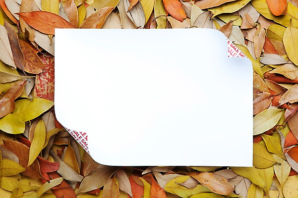 포토 JPG 스튜디오촬영 종이 단풍 낙엽 잎 나뭇잎 실내 사람없음 쇼핑 세일 오브젝트 국내포토 식물 내부 파일형식