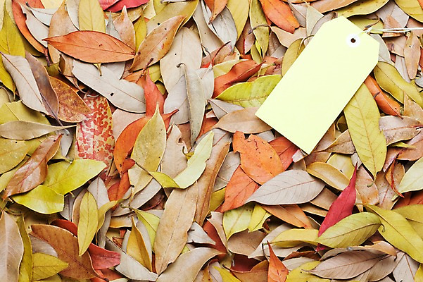 포토 JPG 스튜디오촬영 단풍 낙엽 잎 나뭇잎 실내 사람없음 쇼핑 꼬리표 세일 오브젝트 국내포토 식물 내부 라벨 파일형식