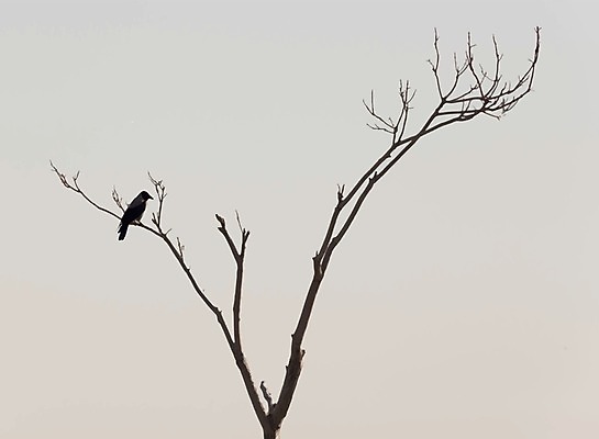 EPS 해외이미지 나무 식물 동물 무료이미지 계절 공원 실루엣 야생동물 백그라운드 겨울 일러스트 자연 조류 하늘 추상 앉기 풍경 야외 목재 파란색 환경 검은색 어둠 할로윈 가을 흰색 나뭇가지 숲 신비 무서움 심볼 깃털 까마귀 내추럴 그런지 동물상 벌거벗은 호러 오싹 해외202009 해외202105 해외일러스트 공공시설 감정 컬러 컨셉 무늬 재료 모션 촬영기법 조형물 생태계 공포 파일형식 벡터 무료콘텐츠