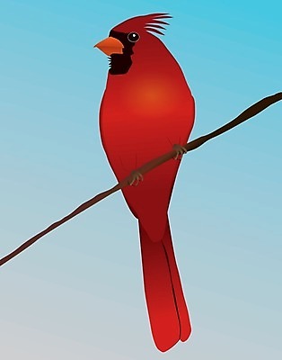 EPS 해외이미지 나무 야생동물 캐나다 날개 일러스트 자연 조류 빨간색 정원 검은색 나뭇가지 숲 깃털 부리 계산서 해외202009 해외일러스트 식물 동물 컬러 북아메리카 생태계 파일형식 벡터