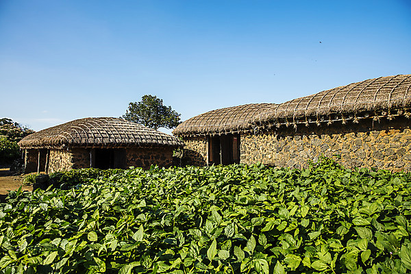 포토 JPG 주간 여행 고건축 자연 한국 돌담 초가집 풍경 사람없음 야외 관광지 제주도 국내여행 성읍 제주가옥 국내포토 자연요소 건축물 아시아 한옥 담장 돌_바위 생태계 파일형식
