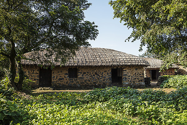 포토 JPG 주간 나무 여행 고건축 자연 한국 돌담 초가집 풍경 사람없음 야외 관광지 제주도 국내여행 성읍 제주가옥 국내포토 자연요소 식물 건축물 아시아 한옥 담장 돌_바위 생태계 파일형식