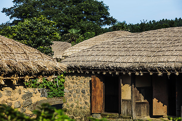 포토 JPG 주간 여행 고건축 자연 한국 돌담 초가집 풍경 사람없음 야외 관광지 제주도 국내여행 성읍 제주가옥 국내포토 자연요소 건축물 아시아 한옥 담장 돌_바위 생태계 파일형식