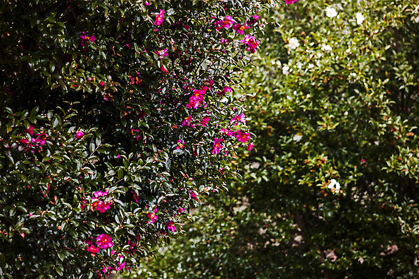 포토 JPG 주간 꽃 여행 자연 한국 풍경 근접촬영 사람없음 야외 관광지 제주도 동백 국내여행 국내포토 자연요소 식물 아시아 뷰포인트 생태계 파일형식