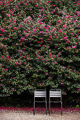 포토 JPG 주간 꽃 여행 의자 자연 한국 풍경 사람없음 야외 관광지 제주도 동백 국내여행 국내포토 자연요소 식물 아시아 가구 생태계 파일형식