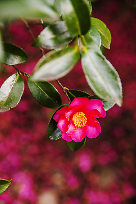 포토 JPG 주간 꽃 여행 자연 한국 풍경 근접촬영 사람없음 야외 아웃포커스 관광지 제주도 동백 국내여행 국내포토 자연요소 식물 아시아 뷰포인트 촬영기법 생태계 파일형식