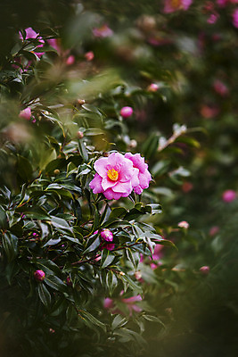 포토 JPG 주간 꽃 여행 자연 한국 풍경 근접촬영 사람없음 야외 아웃포커스 관광지 제주도 동백 국내여행 국내포토 자연요소 식물 아시아 뷰포인트 촬영기법 생태계 파일형식