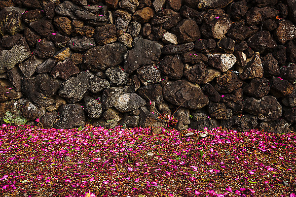 포토 JPG 주간 꽃 여행 자연 한국 풍경 사람없음 야외 관광지 제주도 동백 국내여행 국내포토 자연요소 식물 아시아 생태계 파일형식