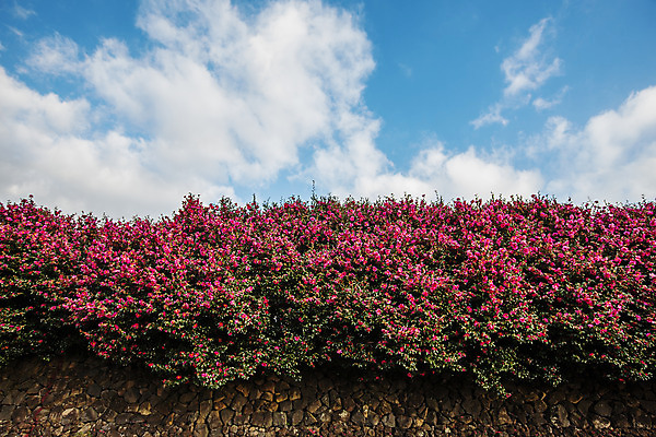 포토 JPG 주간 구름 꽃 여행 자연 하늘 한국 풍경 사람없음 야외 관광지 제주도 동백 국내여행 국내포토 자연요소 식물 아시아 생태계 파일형식