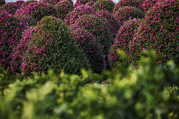 포토 JPG 주간 꽃 여행 자연 한국 풍경 사람없음 야외 아웃포커스 관광지 제주도 동백 국내여행 동백나무 국내포토 자연요소 나무 식물 아시아 촬영기법 생태계 파일형식