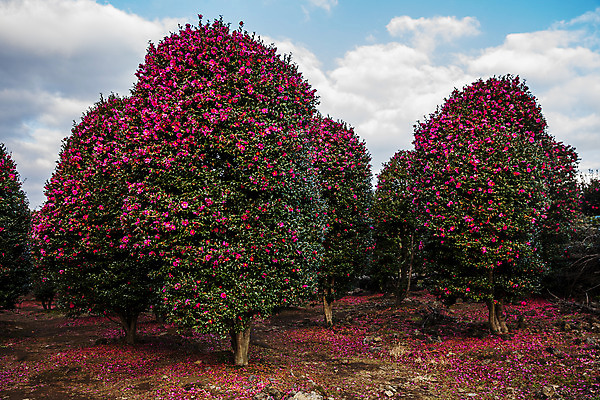 포토 JPG 주간 꽃 여행 자연 한국 풍경 사람없음 야외 관광지 제주도 동백 국내여행 동백나무 국내포토 자연요소 나무 식물 아시아 생태계 파일형식