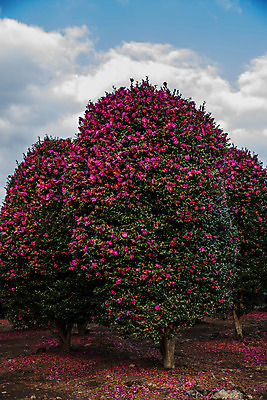 포토 JPG 주간 꽃 여행 자연 한국 풍경 사람없음 야외 관광지 제주도 동백 국내여행 동백나무 국내포토 자연요소 나무 식물 아시아 생태계 파일형식