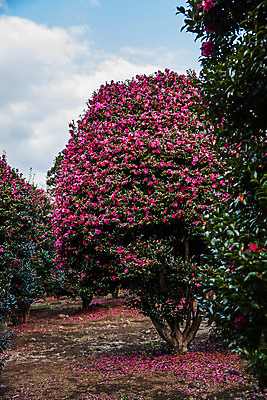 포토 JPG 주간 꽃 여행 자연 한국 풍경 사람없음 야외 관광지 제주도 동백 국내여행 동백나무 국내포토 자연요소 나무 식물 아시아 생태계 파일형식