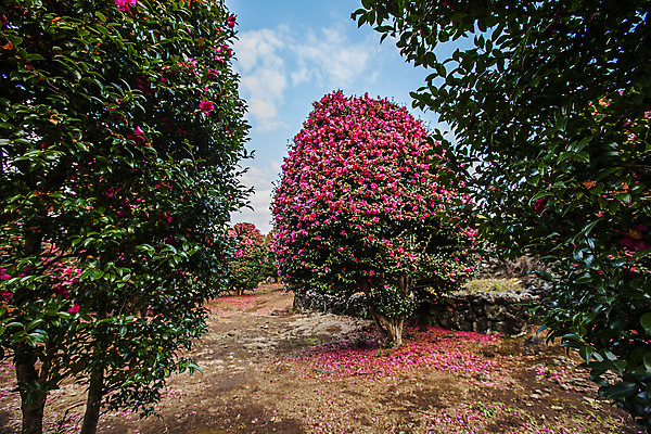 포토 JPG 주간 꽃 여행 자연 한국 풍경 사람없음 야외 관광지 제주도 동백 국내여행 동백나무 국내포토 자연요소 나무 식물 아시아 생태계 파일형식