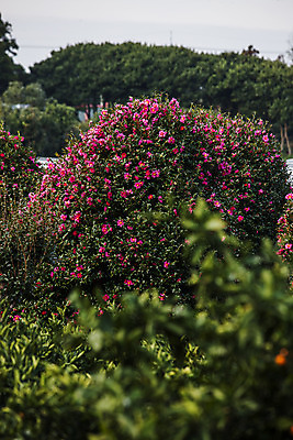 포토 JPG 주간 꽃 여행 자연 한국 풍경 사람없음 야외 아웃포커스 관광지 제주도 동백 국내여행 동백나무 국내포토 자연요소 나무 식물 아시아 촬영기법 생태계 파일형식