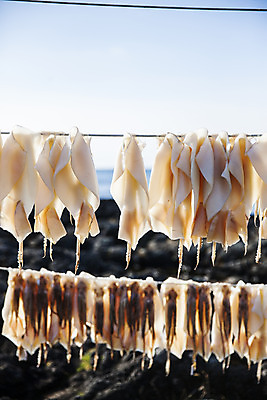 포토 JPG 주간 바다 섬 여행 자연 건조 한국 풍경 사람없음 야외 관광지 제주도 오징어 국내여행 국내포토 자연요소 아시아 연체동물 수중동물 생태계 파일형식