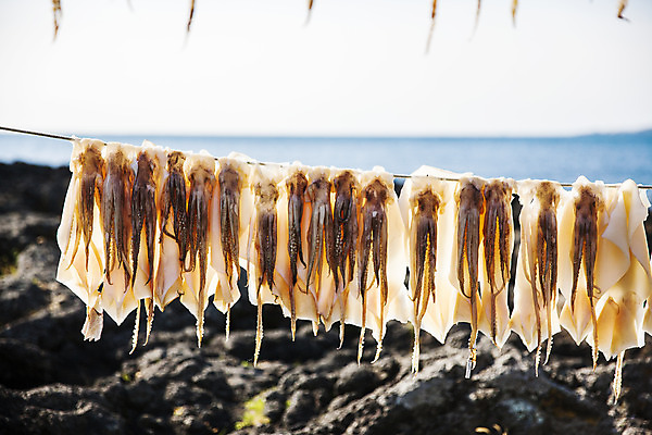 포토 JPG 주간 바다 섬 여행 자연 건조 한국 풍경 사람없음 야외 관광지 제주도 암석 오징어 국내여행 국내포토 자연요소 아시아 연체동물 수중동물 돌_바위 생태계 파일형식