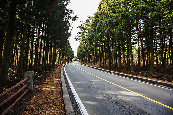 포토 JPG 주간 나무 도로 여행 자연 한국 풍경 사람없음 야외 관광지 제주도 숲 전나무 국내여행 정낭 국내포토 자연요소 식물 아시아 길 교통시설 생태계 대문 파일형식