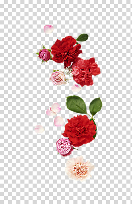 편집이미지 꽃 누끼 사람없음 장미 카네이션 PNG 편집소스 붐바스틱 식물 파일형식