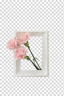 식물 편집이미지 꽃 액자 결혼 액자틀 누끼 사람없음 인테리어 카네이션 오브젝트 감성 PNG 편집소스 디자인 컨셉 틀 이벤트 파일형식