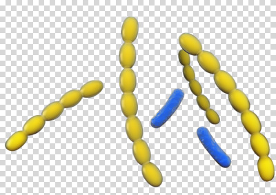 편집이미지 의학 생명 세포 누끼 사람없음 그래픽 치료 3D소스 3D 조직 생명공학 디지털합성 PNG 편집소스 파일형식