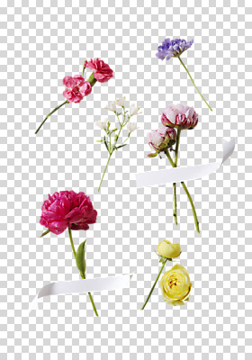 편집이미지 꽃 리본 누끼 사람없음 PNG 작약 카탈리나 편집소스 식물 파일형식