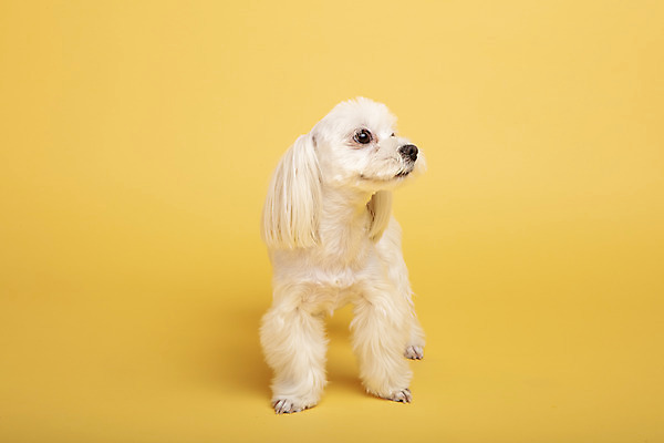 포토 JPG 스튜디오촬영 동물 한마리 반려견 실내 사람없음 앞모습 반려동물 귀여움 말티즈 개 강아지 노란배경 반려 국내포토 1 뷰포인트 백그라운드 컨셉 포유류 내부 노란색 파일형식