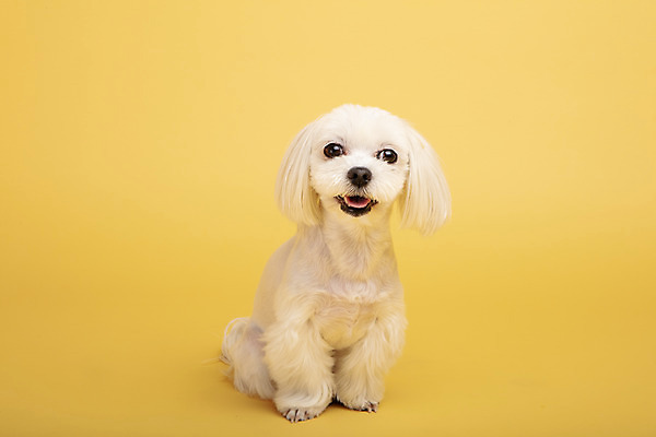 포토 JPG 스튜디오촬영 동물 한마리 반려견 실내 사람없음 앞모습 반려동물 귀여움 말티즈 개 강아지 노란배경 반려 국내포토 1 뷰포인트 백그라운드 컨셉 포유류 내부 노란색 파일형식