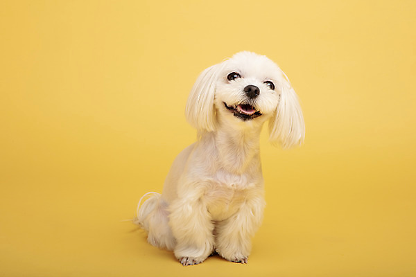 포토 JPG 스튜디오촬영 동물 한마리 반려견 실내 사람없음 앞모습 반려동물 귀여움 말티즈 개 강아지 노란배경 반려 국내포토 1 뷰포인트 백그라운드 컨셉 포유류 내부 노란색 파일형식