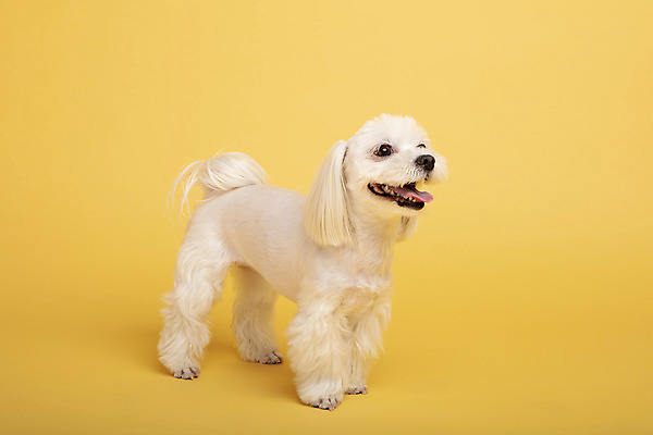 포토 JPG 스튜디오촬영 동물 한마리 응시 반려견 실내 사람없음 옆모습 반려동물 귀여움 말티즈 개 강아지 노란배경 반려 국내포토 1 시선 뷰포인트 백그라운드 컨셉 포유류 내부 노란색 파일형식