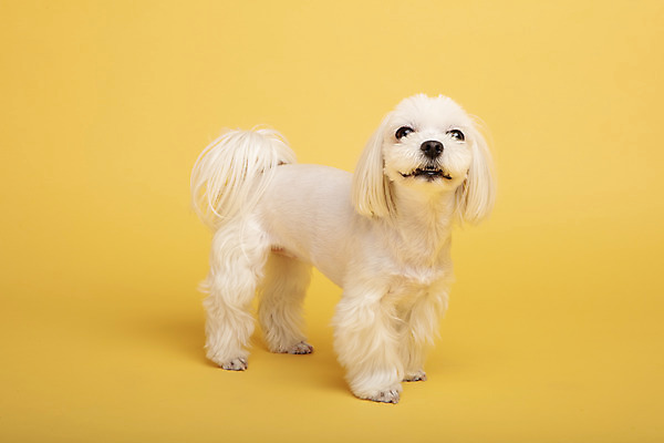 포토 JPG 스튜디오촬영 동물 한마리 응시 반려견 실내 사람없음 옆모습 반려동물 귀여움 말티즈 개 강아지 노란배경 반려 국내포토 1 시선 뷰포인트 백그라운드 컨셉 포유류 내부 노란색 파일형식
