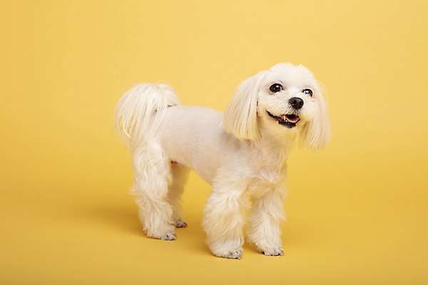 포토 JPG 스튜디오촬영 동물 한마리 응시 반려견 실내 사람없음 옆모습 반려동물 귀여움 말티즈 개 강아지 노란배경 반려 국내포토 1 시선 뷰포인트 백그라운드 컨셉 포유류 내부 노란색 파일형식