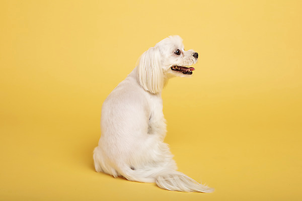 포토 JPG 스튜디오촬영 동물 한마리 반려견 실내 사람없음 뒷모습 반려동물 귀여움 말티즈 개 강아지 노란배경 반려 국내포토 1 뷰포인트 백그라운드 컨셉 포유류 내부 노란색 파일형식